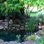 Fish pond 2010